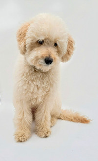 Multigenerational Goldendoodle puppies OFA tested