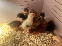 Easter Egger Chicks 