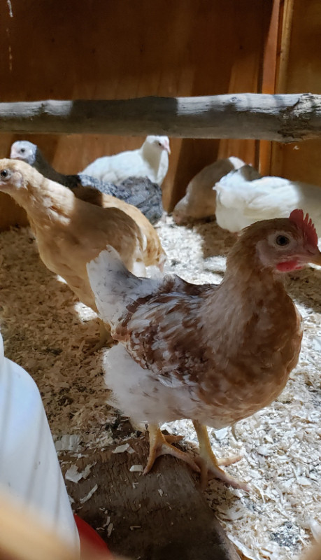 Fertilized Eggs for sale in Other in Kitchener / Waterloo