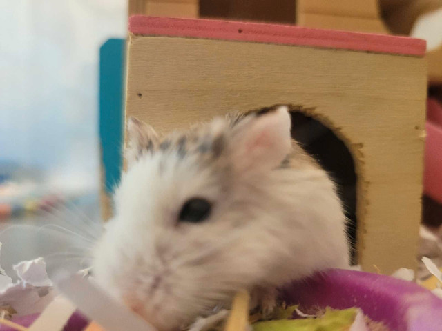 Dwarf Hamster with Cage  in Small Animals for Rehoming in Norfolk County
