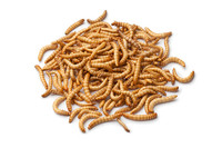 Organically Fed Live feeder Mealworms