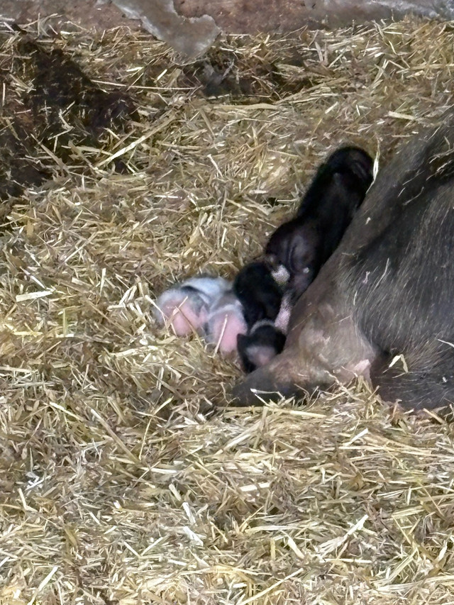 piglets(mini pot belly ) in Livestock in Hamilton