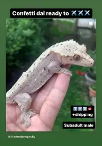 Available Crested Geckos