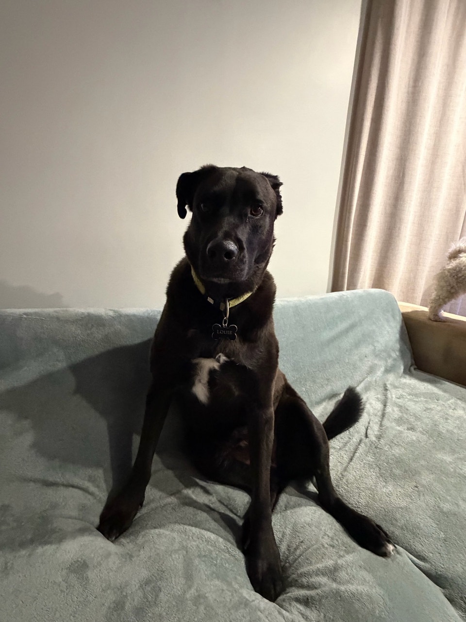 Super Friendly Black Lab | Dogs & Puppies for Rehoming | Regina | Free ...