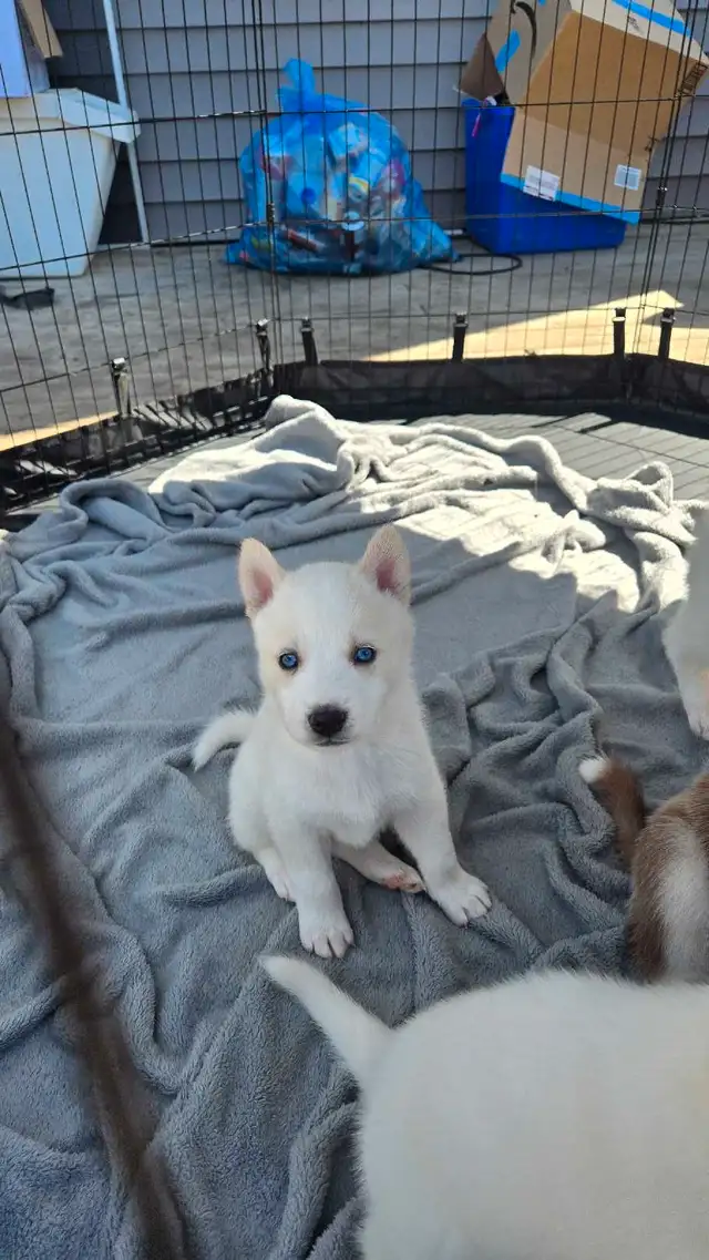 Siberian Husky cross Malamute in Dogs & Puppies for Rehoming in Edmonton - Image 8