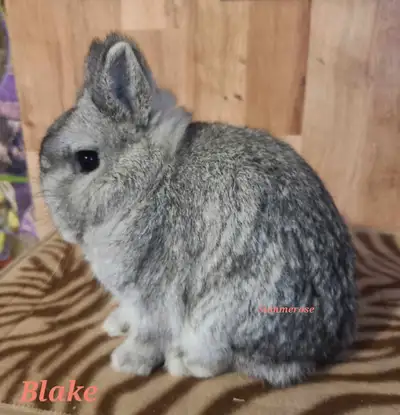 Netherland Dwarf Buck - Blake, View more