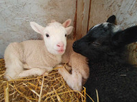 Finn ram lambs