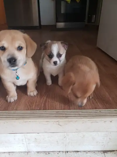 puppies for sale, View more