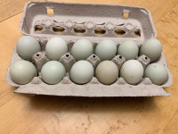 Easter egger hatching eggs