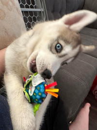 11 week old Purebreed Husky Pup vaccinated and dewormed