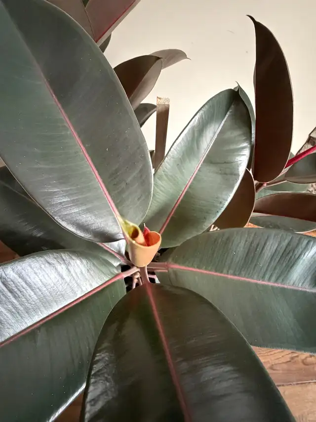 Large Live Potted Rubber Plant (Three Branches)64744835671299122