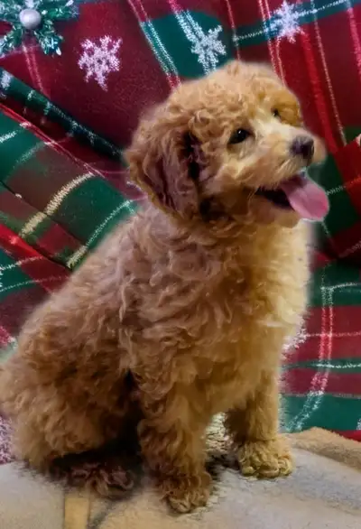 Adorable Poodle puppy, View more