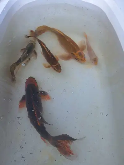 Last of the KOI for sale, View more
