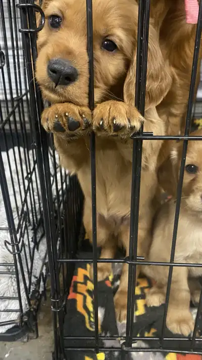 Golden Retriever Irish Setter puppies!, View more