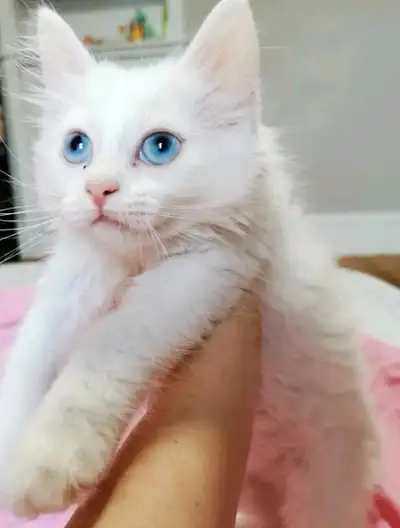Female ragcoon kitten, View more