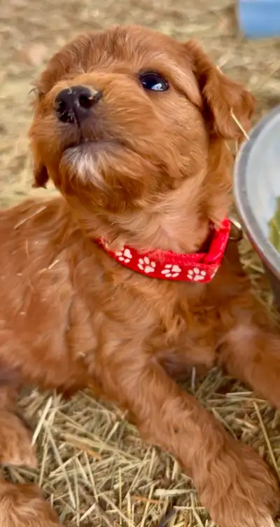 We've have two litters of Mini and Micro FB1 Golden Doodles. FB1 means they're 75% Poodle and 25% Go...