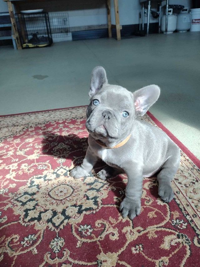 French bulldog puppies  in Dogs & Puppies for Rehoming in Saskatoon