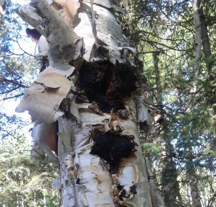 Chaga medicinal mushroom handpicked in Fredericton in Health & Special Needs in Fredericton