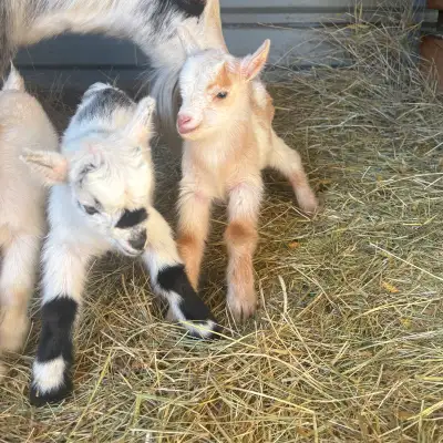 Nigerian dwarf goat kids, View more