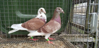Racing homing pigeons for sale 