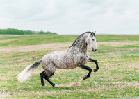 Andalusian Stallion At Stud 17hh ANCCE Revised