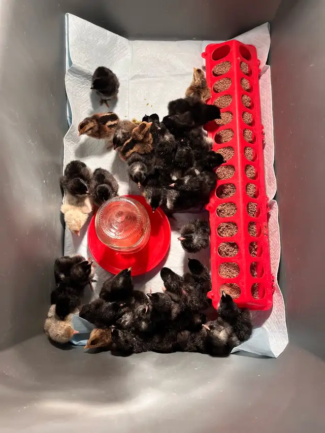 HATCHING EGGS & CHICKS in Livestock in Vanderhoof - Image 6