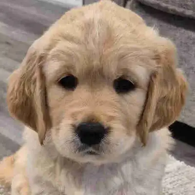 Golden Retriever Puppies, View more