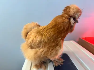 Silkie Chicken, View more