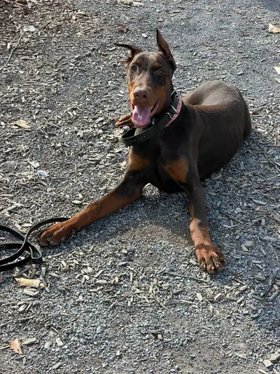 Purebred European Doberman Rehoming, View more