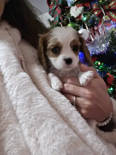 Cavalier Cuties for Christmas! Last one!, View more