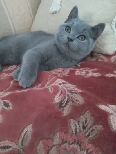 Pure Scottish Straight Blue kittens registered in CCA/AFC, View more