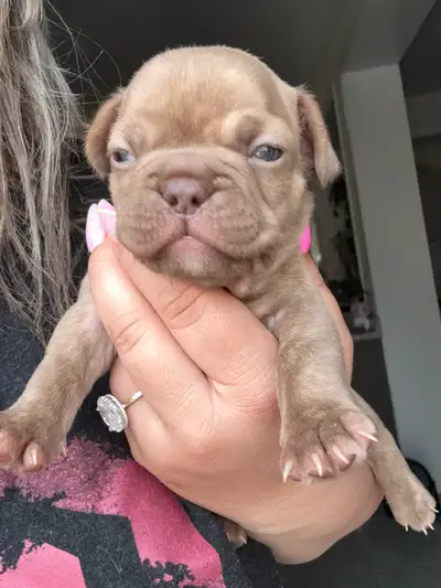 French bulldog pups for sale Isabella potentially a brindle girl Blue boy Blue Merle’s girl left boy...