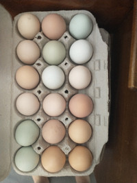 Chicken hatching eggs various breeds