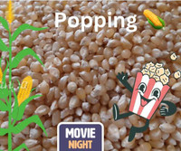 Naturally Grown POPPING CORN 