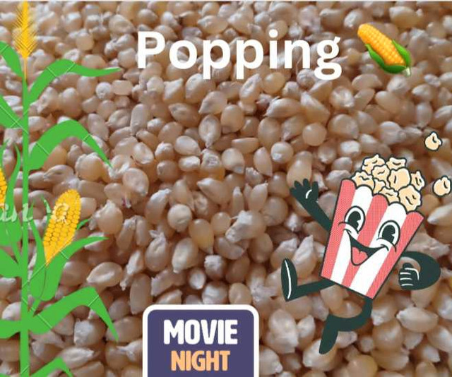 Naturally Grown POPPING CORN  in Other in Norfolk County