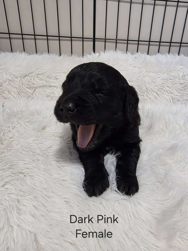 Newfoundland/Golden Retriever Puppies in Dogs & Puppies for Rehoming in Dartmouth - Image 2