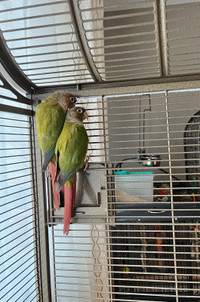 Green cheek conures for rehoming