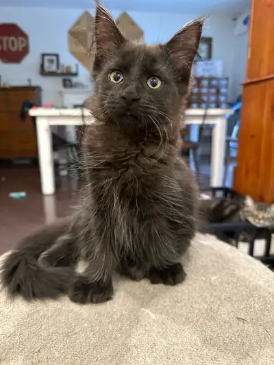 Polydactyl Maine Coon Kittens, View more