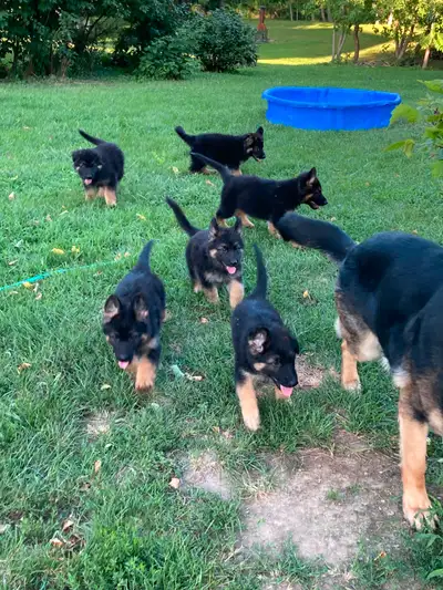 Berger Allemand Chiots/ German Shepherd Puppies, View more
