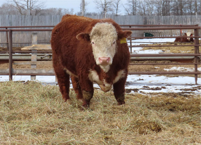 2 -year old HEREFORD BULL in Livestock in Winnipeg - Image 2