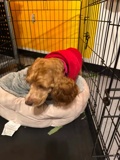 Toy poodle, Las Apso mix looking for good home. She’s all ready., View more