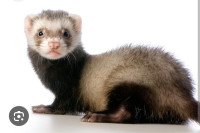 LOOKING FOR A HEALTHY FERRET