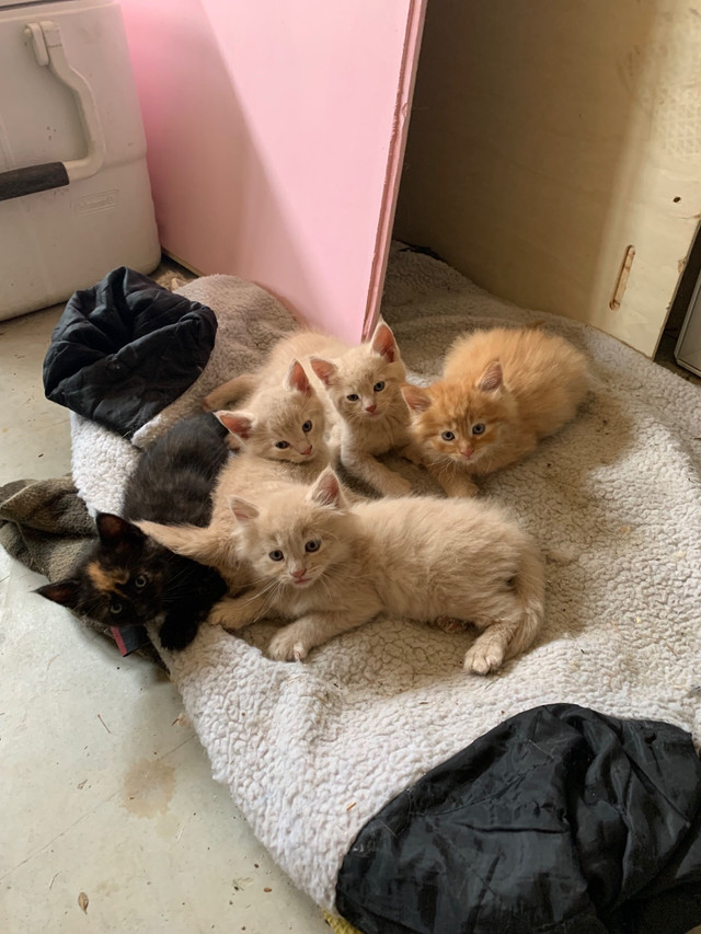 Kittens for adoption to loving home Cats & Kittens for Rehoming