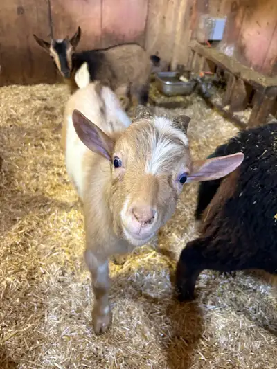 pure bred Nigerian dwarf kids , View more
