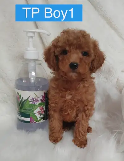 Adorable red toy poodle puppies. non shedding. hypoallergenic, View more