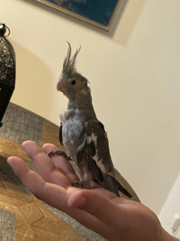 Baby cockatiel