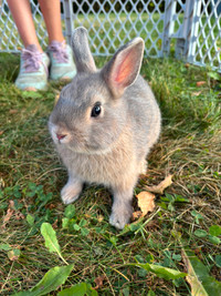 Netherland Dwarf Bunnies