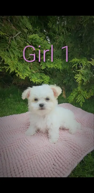 Meet this gorgeous litter of maltese/poodle/chihuahua puppies! Mom is a maltipoo and dad is chihuahu...