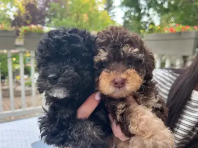 Toy poodles, View more