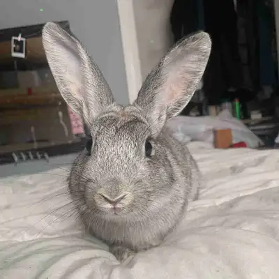 lapin mini rex à vendre, View more